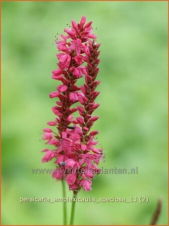 Persicaria amplexicaulis &#39;Speciosa&#39;