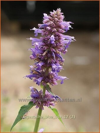 Agastache 'Blue Boa'
