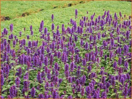 Agastache 'Blue Boa'