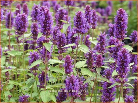 Agastache 'Blue Boa'