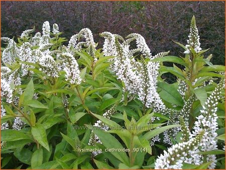 Lysimachia clethroides