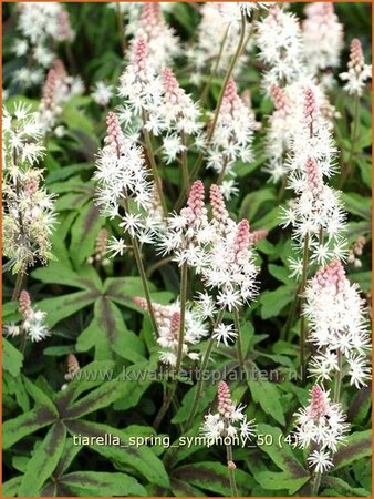 Tiarella 'Spring Symphony'