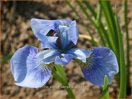 Iris sibirica 'Perry's Blue'