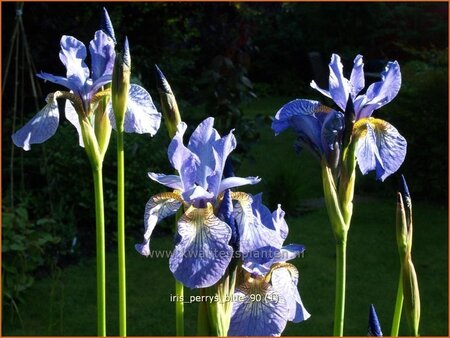 Iris sibirica &#39;Perry&#39;s Blue&#39;