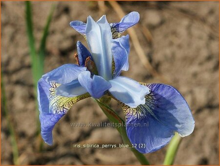 Iris sibirica 'Perry's Blue'