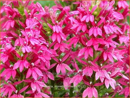 Lobelia &#39;Monet Moment&#39;