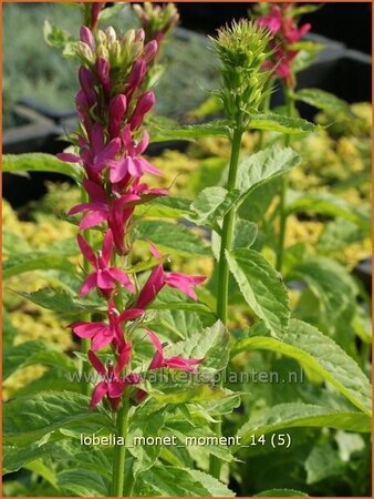 Lobelia &#39;Monet Moment&#39;