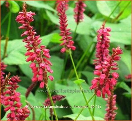 Persicaria amplexicaulis &#39;Firedance&#39;