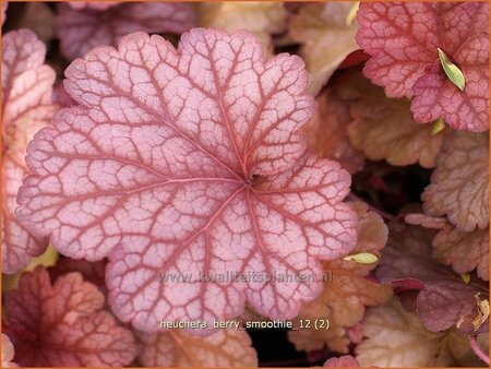 Heuchera 'Berry Smoothie'