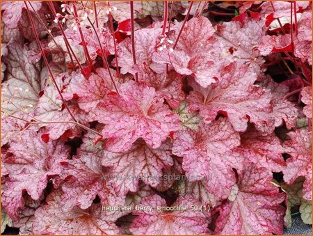 Heuchera 'Berry Smoothie'