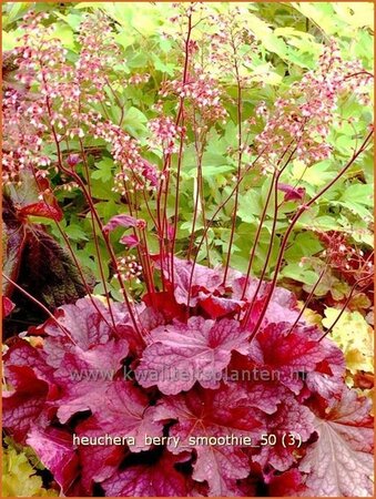 Heuchera 'Berry Smoothie'