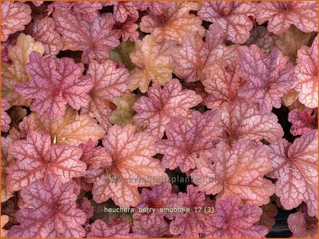 Heuchera 'Berry Smoothie'