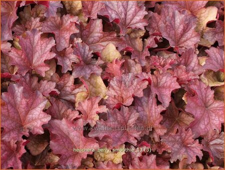 Heuchera 'Berry Smoothie'