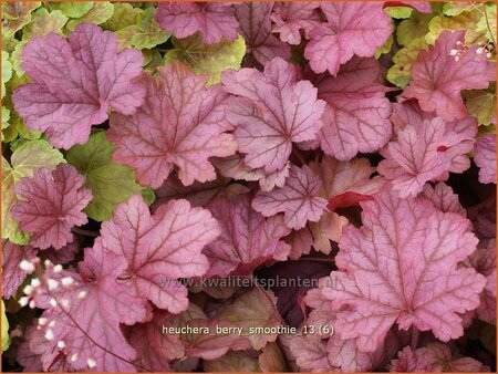 Heuchera 'Berry Smoothie'