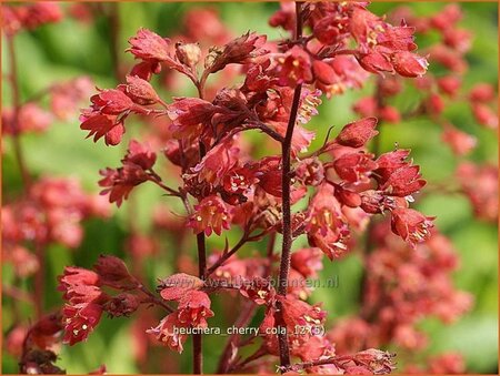 Heuchera &#39;Cherry Cola&#39;