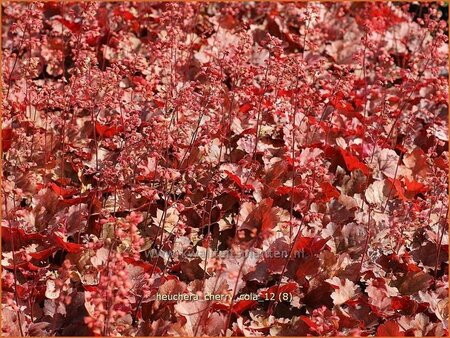 Heuchera &#39;Cherry Cola&#39;