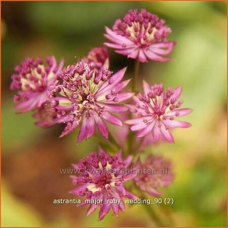 Astrantia major 'Ruby Wedding'