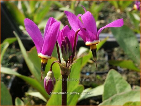 Dodecatheon jeffreyi