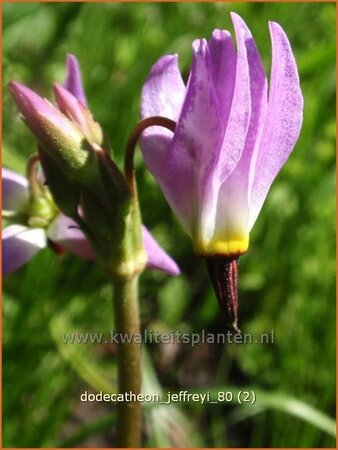 Dodecatheon jeffreyi