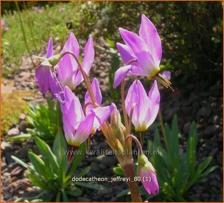 Dodecatheon jeffreyi