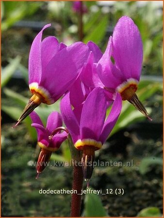 Dodecatheon jeffreyi