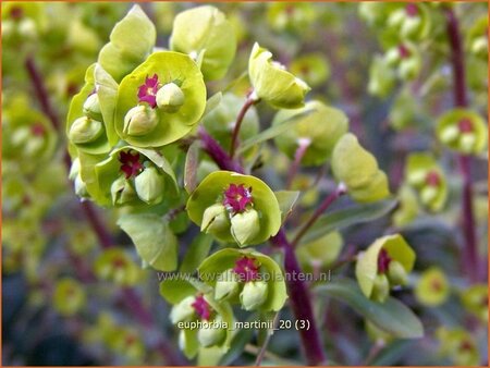 Euphorbia martinii