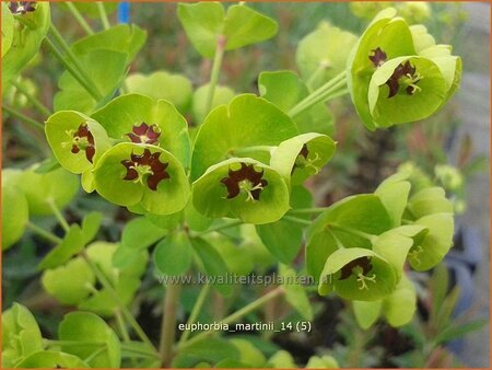 Euphorbia martinii