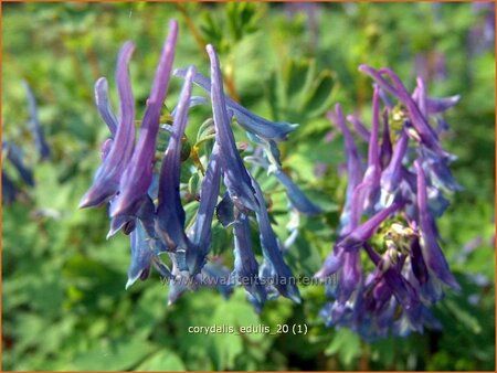Corydalis edulis