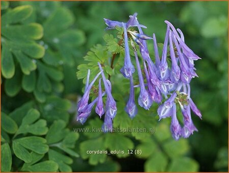 Corydalis edulis