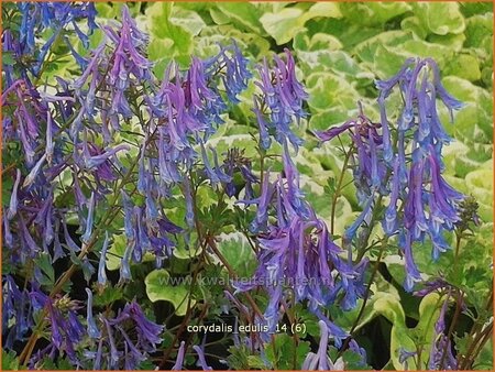 Corydalis edulis
