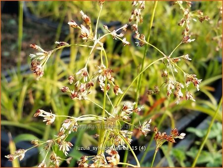 Luzula sylvatica 'Aurea'