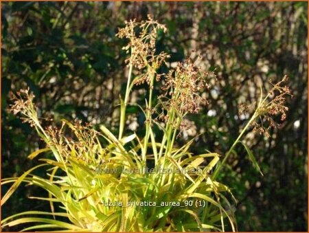 Luzula sylvatica 'Aurea'