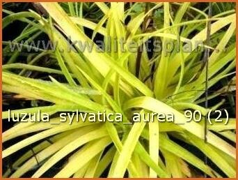 Luzula sylvatica 'Aurea'