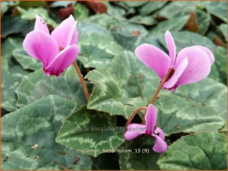 Cyclamen hederifolium