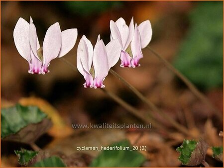 Cyclamen hederifolium