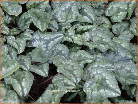 Cyclamen hederifolium