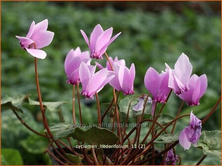 Cyclamen hederifolium