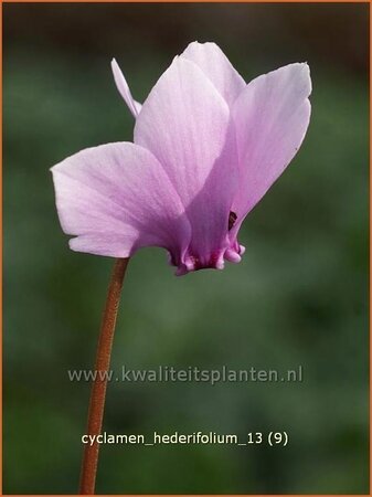 Cyclamen hederifolium