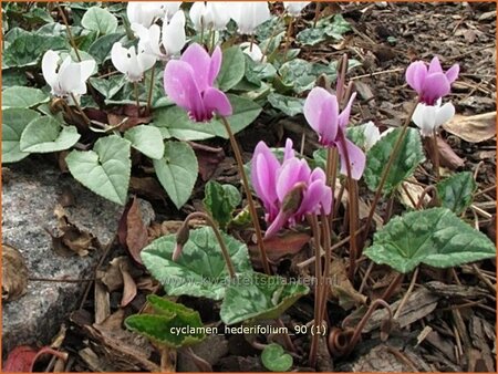 Cyclamen hederifolium