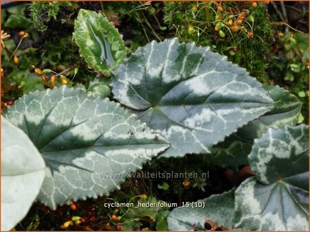 Cyclamen hederifolium