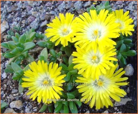Delosperma 'Lesotho'