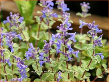 Nepeta grandiflora &#39;Bramdean&#39;