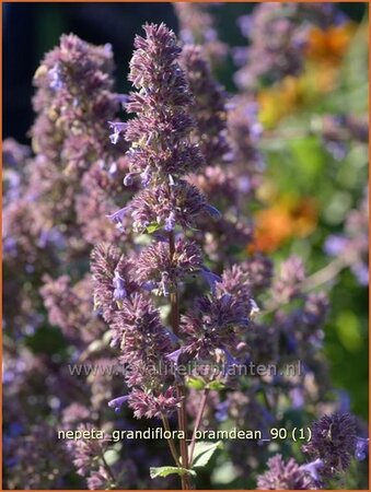 Nepeta grandiflora &#39;Bramdean&#39;
