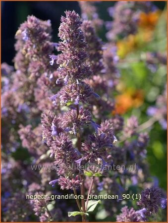 Nepeta grandiflora &#39;Bramdean&#39;