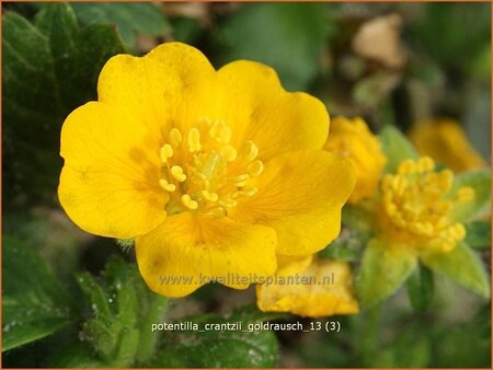 Potentilla crantzii &#39;Goldrausch&#39;