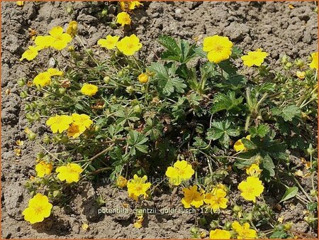 Potentilla crantzii &#39;Goldrausch&#39;