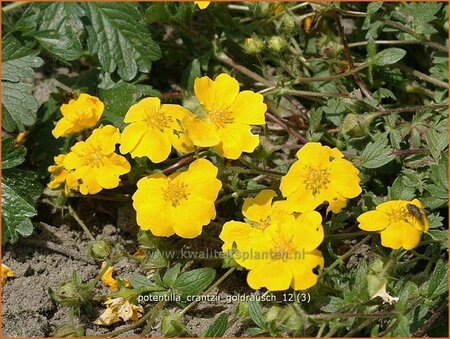 Potentilla crantzii &#39;Goldrausch&#39;