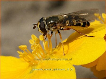 Potentilla crantzii &#39;Goldrausch&#39;