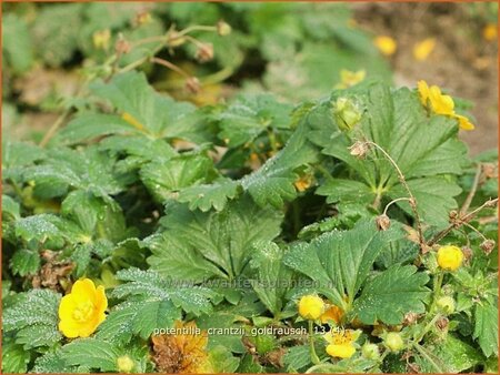 Potentilla crantzii &#39;Goldrausch&#39;