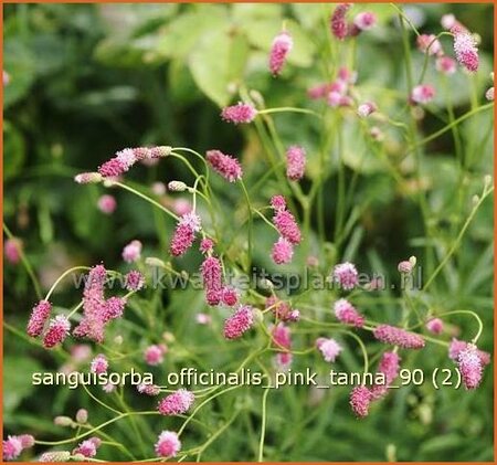 Sanguisorba officinalis &#39;Pink Tanna&#39;